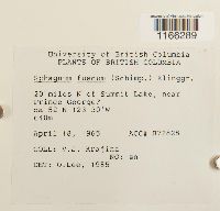 Sphagnum fuscum image