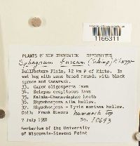 Sphagnum fuscum image