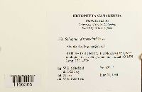 Sphagnum girgensohnii image