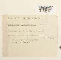 Sphagnum girgensohnii image