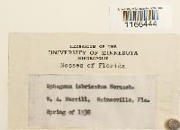 Sphagnum imbricatum image