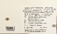 Sphagnum imbricatum image