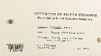 Sphagnum imbricatum image