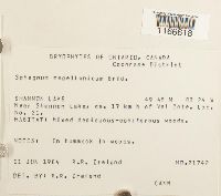 Sphagnum magellanicum image