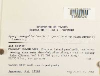 Sphagnum magellanicum image