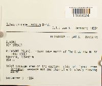 Sphagnum magellanicum image