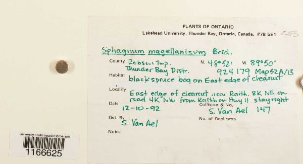 Sphagnum magellanicum image