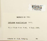 Sphagnum magellanicum image