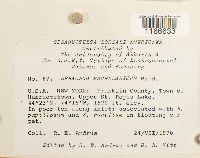 Sphagnum magellanicum image