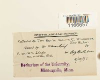 Sphagnum magellanicum image