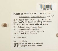 Sphagnum magellanicum image