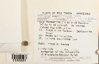 Sphagnum magellanicum image