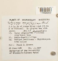 Sphagnum magellanicum image