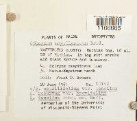 Sphagnum magellanicum image