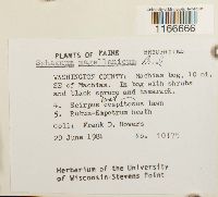 Sphagnum magellanicum image