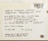 Sphagnum magellanicum image