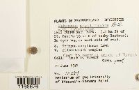 Sphagnum magellanicum image