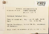 Sphagnum molle image