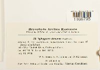 Sphagnum obtusum image