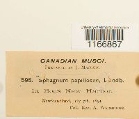 Sphagnum papillosum image