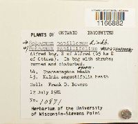 Sphagnum papillosum image