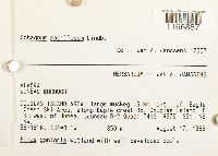 Sphagnum papillosum image