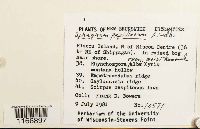 Sphagnum papillosum image