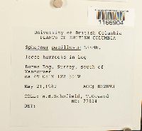 Sphagnum papillosum image