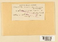 Sphagnum contortum image