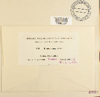 Sphagnum contortum image