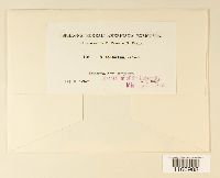 Sphagnum contortum image