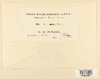 Sphagnum contortum image