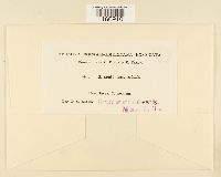 Sphagnum contortum image