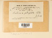 Sphagnum fimbriatum image