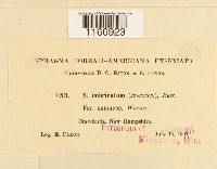 Sphagnum imbricatum image