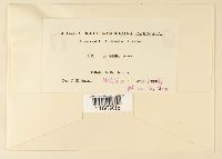 Sphagnum molle image