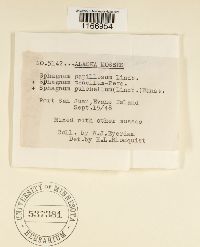 Sphagnum papillosum image