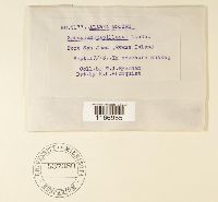 Sphagnum papillosum image