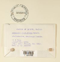 Sphagnum papillosum image