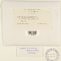 Sphagnum papillosum image