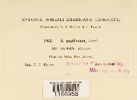 Sphagnum papillosum image