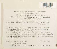 Sphagnum platyphyllum image