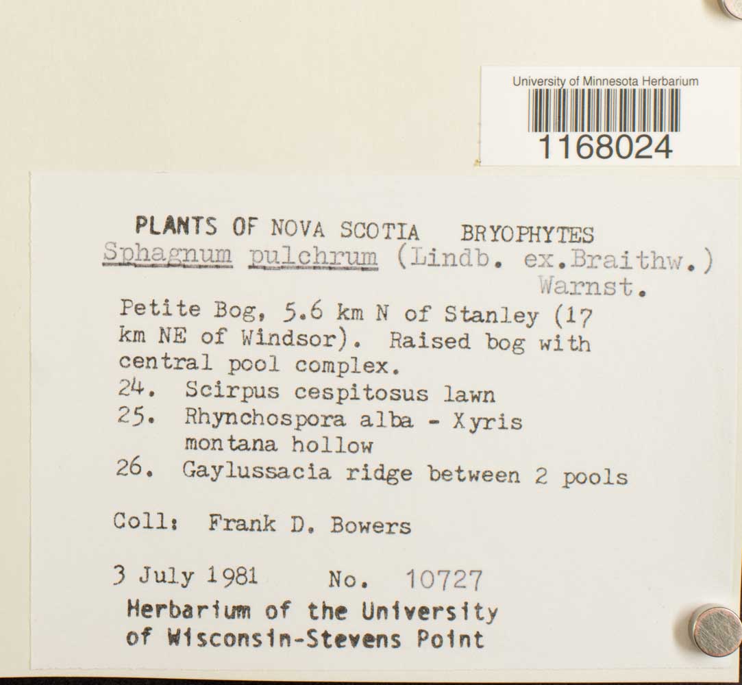 Sphagnum pulchrum image