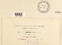 Sphagnum quinquefarium image