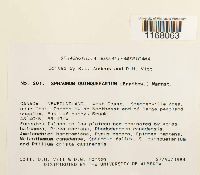 Sphagnum quinquefarium image