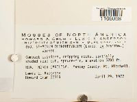 Sphagnum quinquefarium image