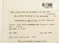 Sphagnum quinquefarium image