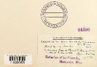 Sphagnum recurvum image