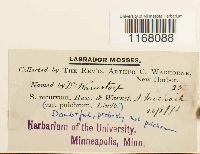 Sphagnum recurvum image