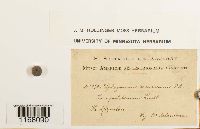 Sphagnum recurvum image